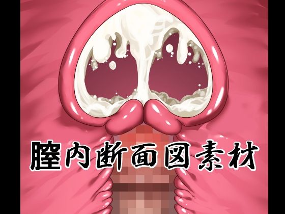 【イラスト・CG集】膣内断面図素材｜-